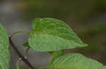 Climbing nightshade